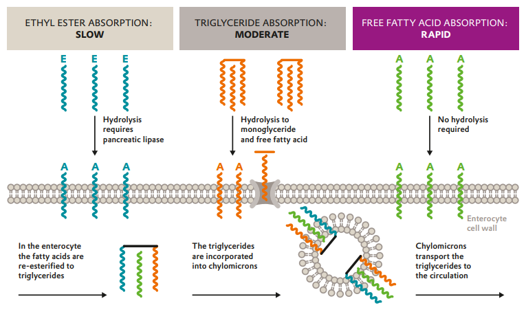 Esquema de absorción directa de omega-3 en forma FFA a través del enterocito